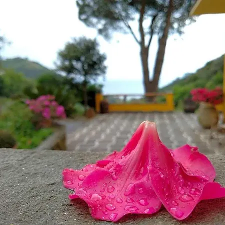 Costa Di Campo Farma Vernazza