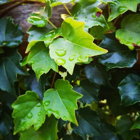 Costa Di Campo Vakantieboerderij