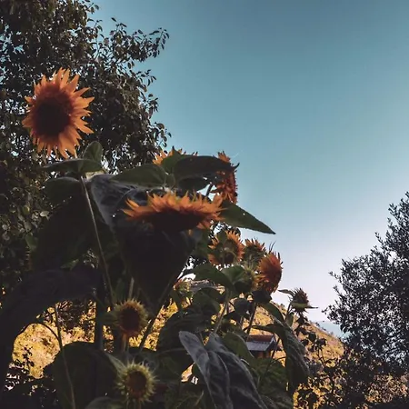 Agriturismo Costa Di Campo Farm stay Vernazza